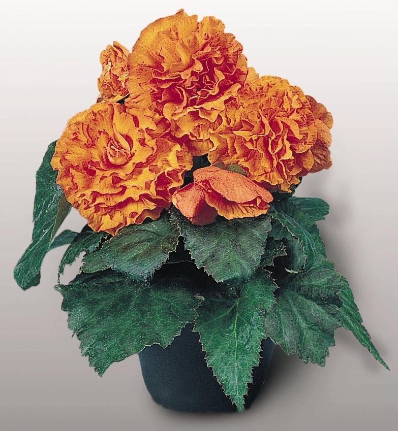 B. ‘Nonstop Apricot’